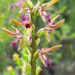 Corunastylis fimbriata at Morton National Park - 28 Jan 2024