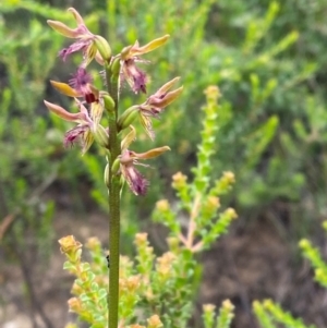 Corunastylis fimbriata at Morton National Park - 28 Jan 2024