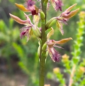 Corunastylis fimbriata at Morton National Park - 28 Jan 2024