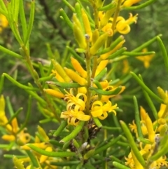 Persoonia mollis subsp. leptophylla at Morton National Park - 28 Jan 2024 by Tapirlord