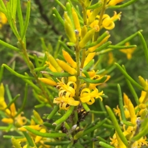 Persoonia mollis subsp. leptophylla at Morton National Park - 28 Jan 2024