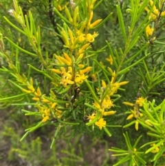 Persoonia mollis subsp. leptophylla at Morton National Park - 28 Jan 2024