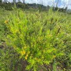 Persoonia mollis subsp. leptophylla at Morton National Park - 28 Jan 2024