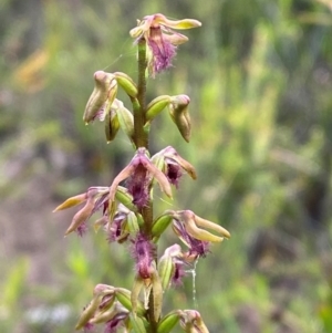 Corunastylis fimbriata at Morton National Park - 28 Jan 2024