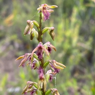 Corunastylis fimbriata (Fringed Midge Orchid) at Boolijah, NSW - 28 Jan 2024 by Tapirlord