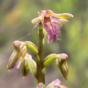 Corunastylis fimbriata at Morton National Park - 28 Jan 2024