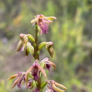 Corunastylis fimbriata at Morton National Park - 28 Jan 2024