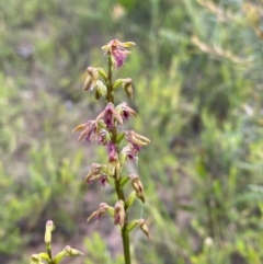 Corunastylis fimbriata at Morton National Park - 28 Jan 2024