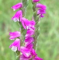 Spiranthes australis (Austral Ladies Tresses) at Mongarlowe, NSW - 28 Jan 2024 by Tapirlord