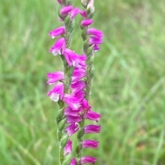 Spiranthes australis at QPRC LGA - 28 Jan 2024