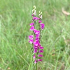 Spiranthes australis at QPRC LGA - 28 Jan 2024