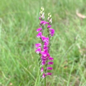 Spiranthes australis at QPRC LGA - 28 Jan 2024