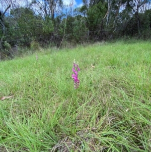 Spiranthes australis at QPRC LGA - 28 Jan 2024