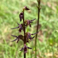 Corunastylis ostrina (Purple Midge Orchid) at QPRC LGA - 28 Jan 2024 by Tapirlord