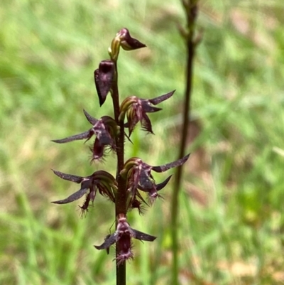 Corunastylis ostrina (Purple Midge Orchid) at QPRC LGA - 28 Jan 2024 by Tapirlord