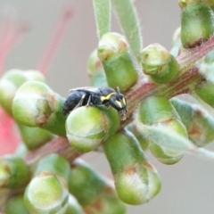 Hylaeus (Gnathoprosopis) amiculinus (Hylaeine colletid bee) at Hall, ACT - 8 Mar 2024 by Anna123