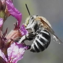 Amegilla (Zonamegilla) asserta (Blue Banded Bee) at Acton, ACT - 7 Mar 2024 by JohnBundock