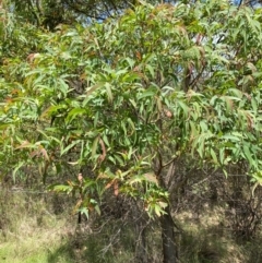 Eucalyptus radiata subsp. robertsonii (Robertson's Peppermint) at QPRC LGA - 28 Jan 2024 by Tapirlord