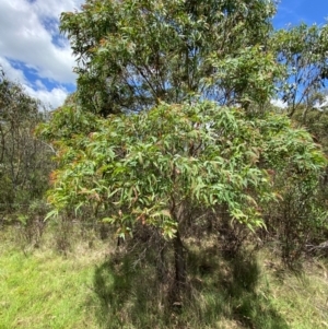 Eucalyptus radiata subsp. robertsonii at QPRC LGA - 28 Jan 2024