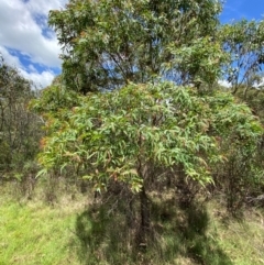 Eucalyptus radiata subsp. robertsonii at QPRC LGA - 28 Jan 2024