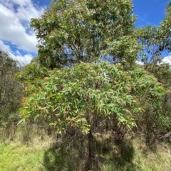 Eucalyptus radiata subsp. robertsonii at QPRC LGA - 28 Jan 2024