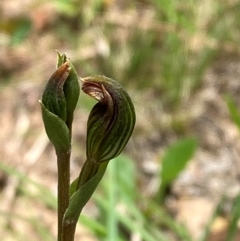 Speculantha furva (Swarthy Tiny Greenhood) at QPRC LGA - 28 Jan 2024 by Tapirlord