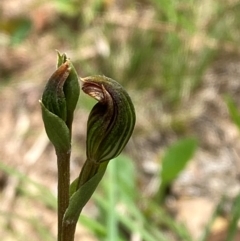 Pterostylis furva (Swarthy Tiny Greenhood) at Mongarlowe River - 28 Jan 2024 by Tapirlord