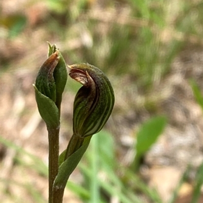 Pterostylis furva (Swarthy Tiny Greenhood) at QPRC LGA - 28 Jan 2024 by Tapirlord