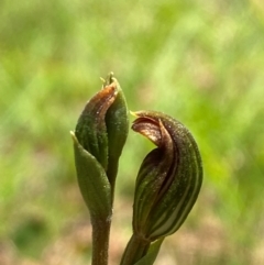 Speculantha furva at QPRC LGA - suppressed