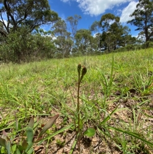 Speculantha furva at QPRC LGA - suppressed