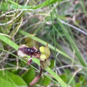 Chiloglottis reflexa at QPRC LGA - 28 Jan 2024