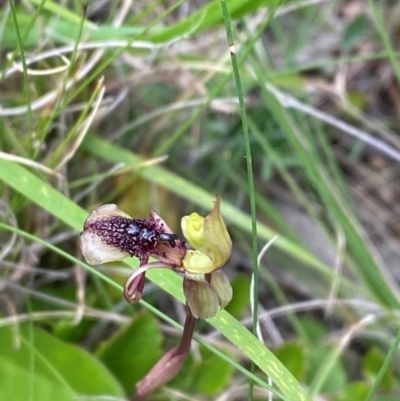 Chiloglottis reflexa (Short-clubbed Wasp Orchid) at Mongarlowe, NSW - 28 Jan 2024 by Tapirlord