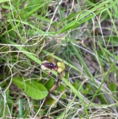 Chiloglottis reflexa at QPRC LGA - 28 Jan 2024