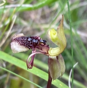 Chiloglottis reflexa at QPRC LGA - suppressed