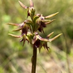 Corunastylis oligantha (Mongarlowe Midge Orchid) at Mongarlowe, NSW - 28 Jan 2024 by Tapirlord