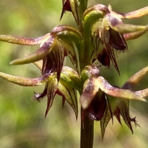 Corunastylis oligantha at Mongarlowe River - 28 Jan 2024