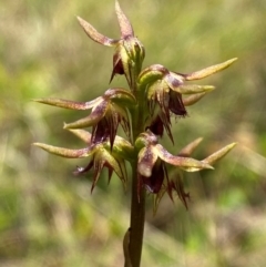 Corunastylis oligantha at Mongarlowe River - 28 Jan 2024