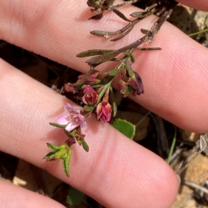 Boronia nana var. hyssopifolia at QPRC LGA - suppressed