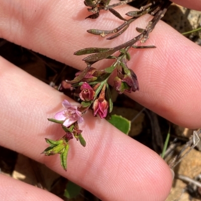 Boronia nana var. hyssopifolia at QPRC LGA - 28 Jan 2024 by Tapirlord