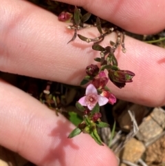 Boronia nana var. hyssopifolia at QPRC LGA - suppressed