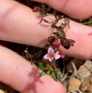 Boronia nana var. hyssopifolia at QPRC LGA - suppressed