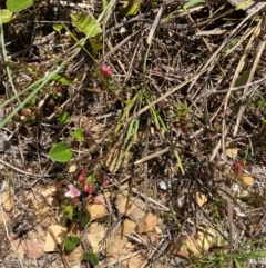 Boronia nana var. hyssopifolia at QPRC LGA - suppressed