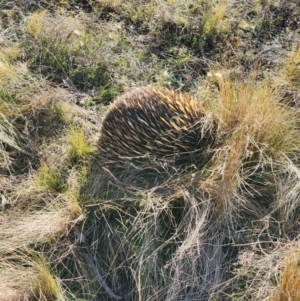 Tachyglossus aculeatus at Jacka, ACT - 29 Jun 2023 02:23 PM