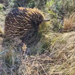 Tachyglossus aculeatus at Jacka, ACT - 29 Jun 2023 02:23 PM