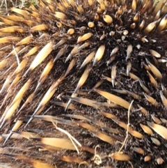 Tachyglossus aculeatus at Jacka, ACT - 29 Jun 2023 02:23 PM