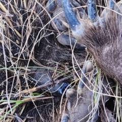 Tachyglossus aculeatus at Jacka, ACT - 29 Jun 2023 02:23 PM