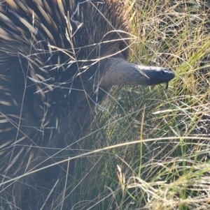 Tachyglossus aculeatus at Jacka, ACT - 29 Jun 2023 02:23 PM