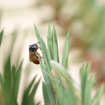 Exoneura sp. (genus) (A reed bee) at Hall, ACT - 7 Mar 2024 by Anna123