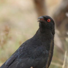 Corcorax melanorhamphos (White-winged Chough) at Ginninderry Conservation Corridor - 8 Mar 2024 by MichaelWenke