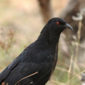 Corcorax melanorhamphos at Ginninderry Conservation Corridor - 8 Mar 2024 07:52 AM